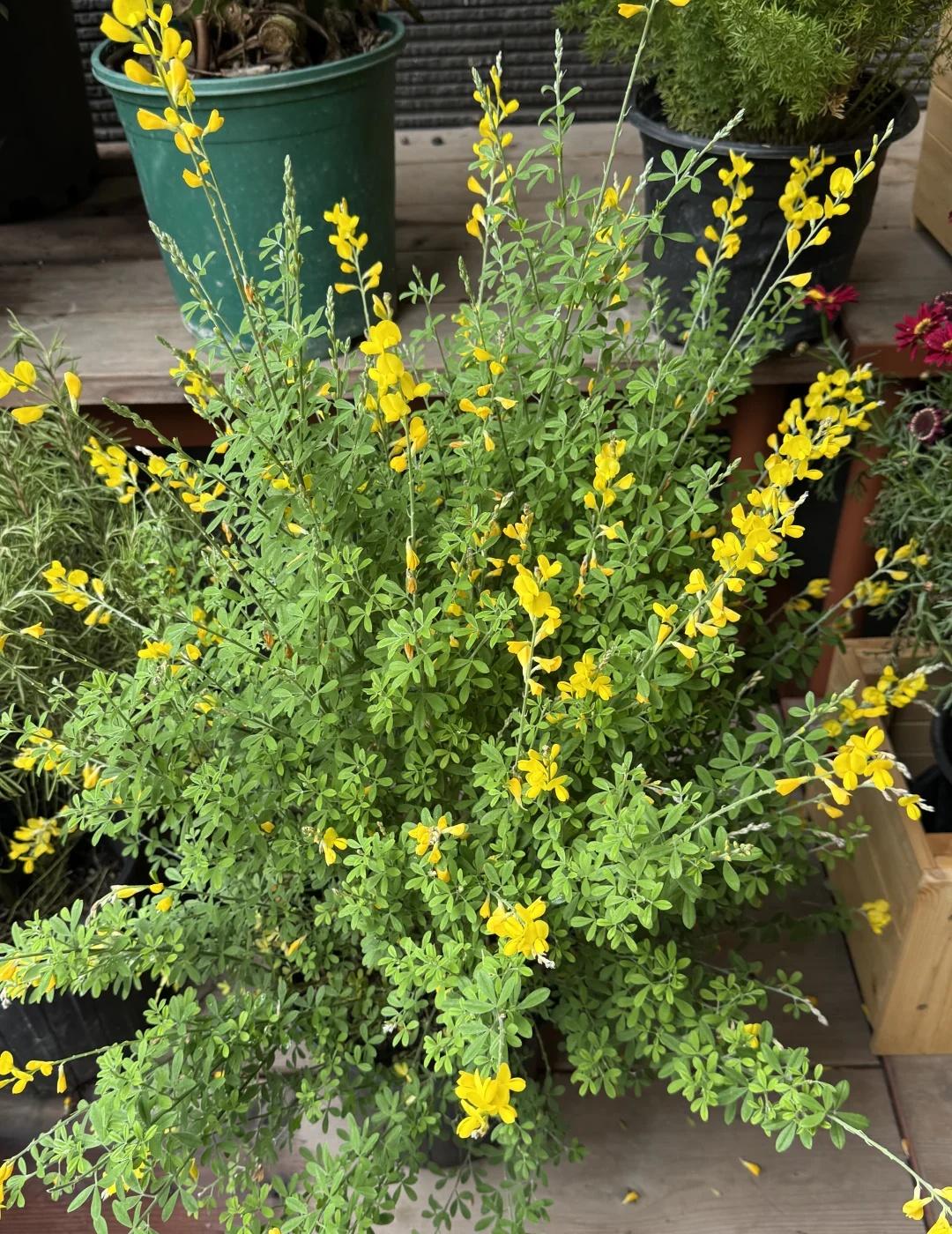 从情侣博主说wang夫浪漫生活的记录者笔记灵感虽然我真的是不喜欢情侣博主，