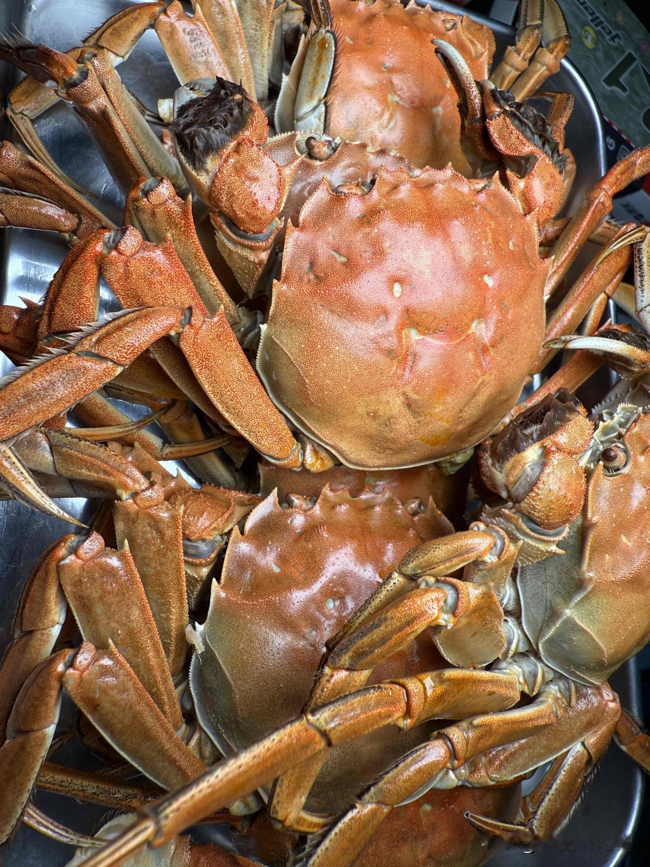 秋日生活打卡季这个季节怎么能错过最肥美的螃蟹🦀呀[害羞][害羞][害羞]