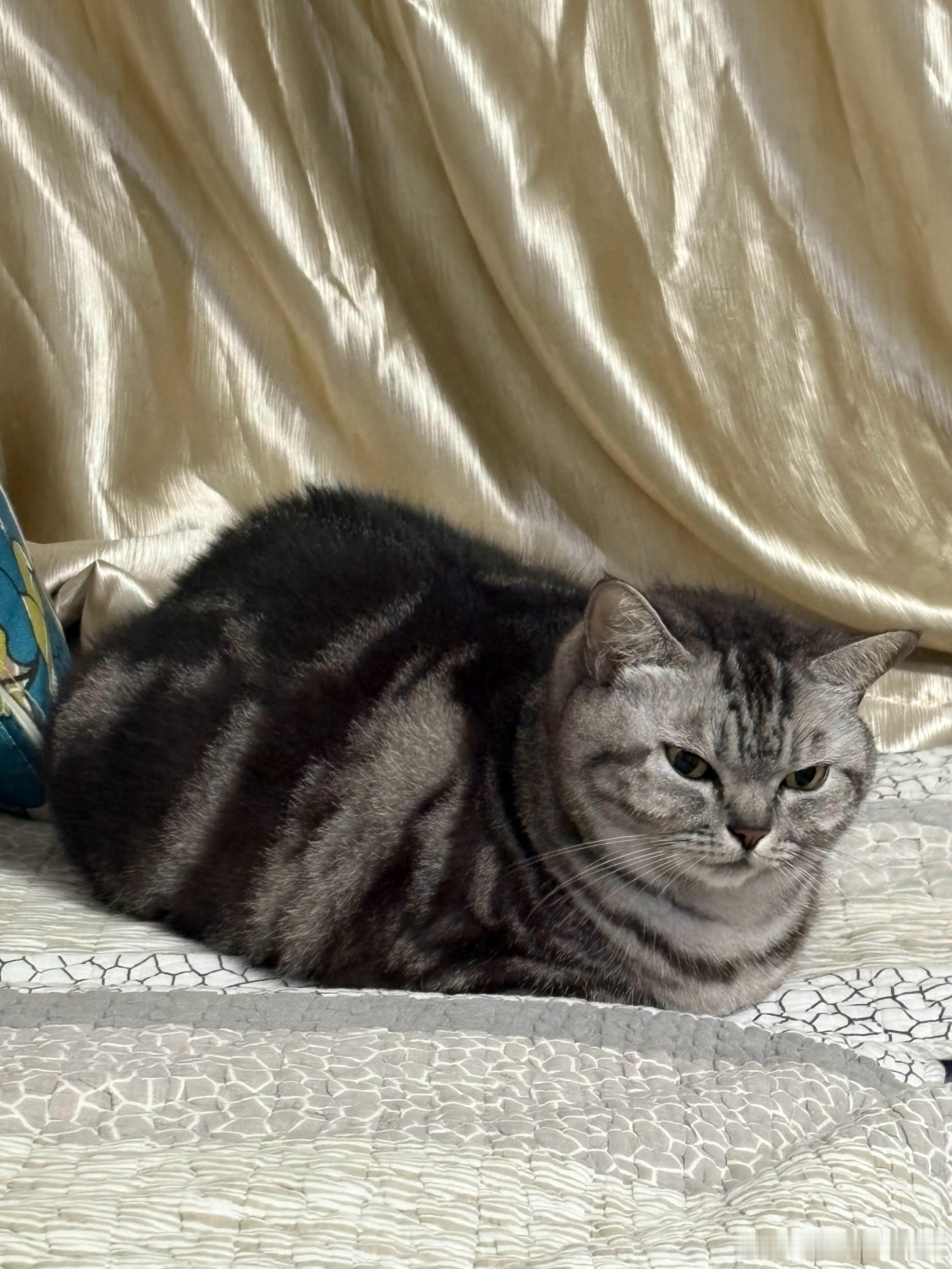 怎么会有猫往那一趴跟一座山一样