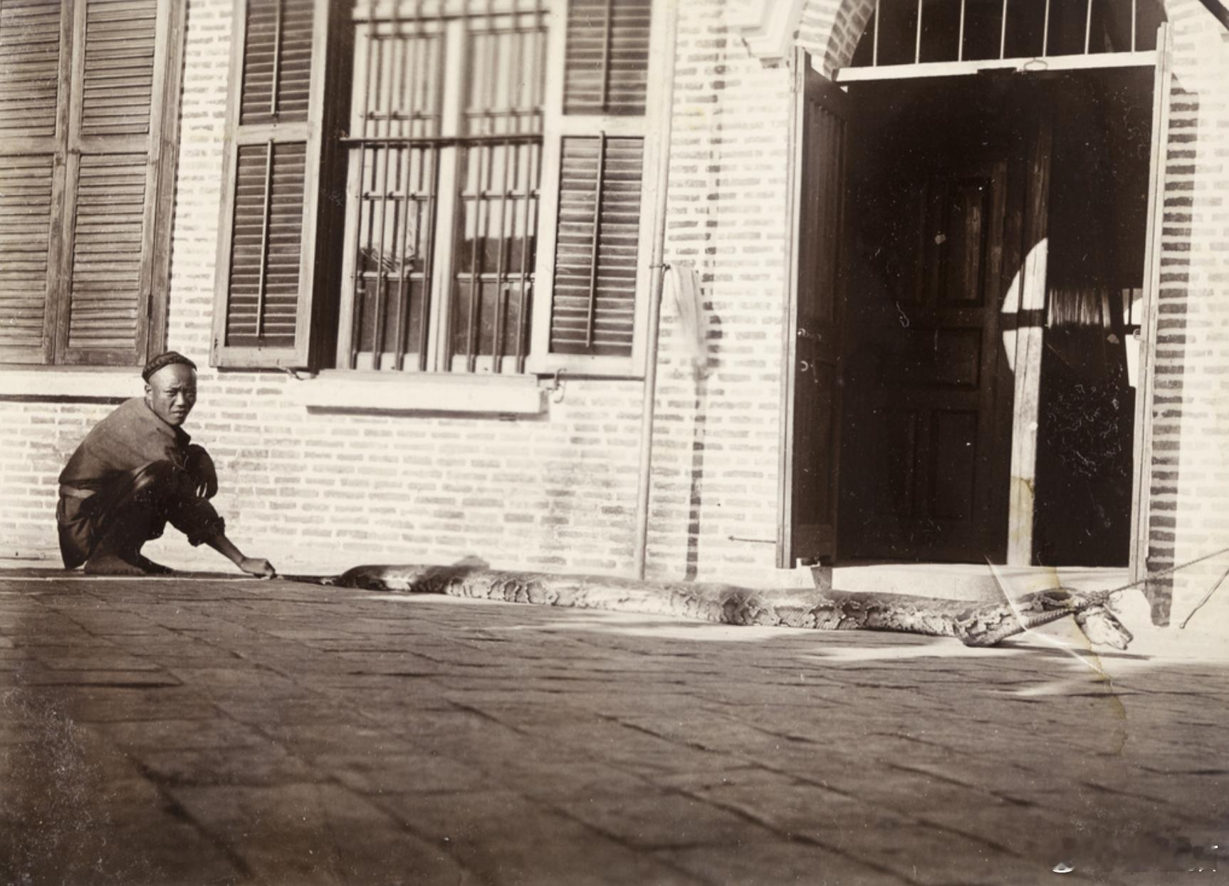蟒蛇剥皮，1890年左右，厦门​​​