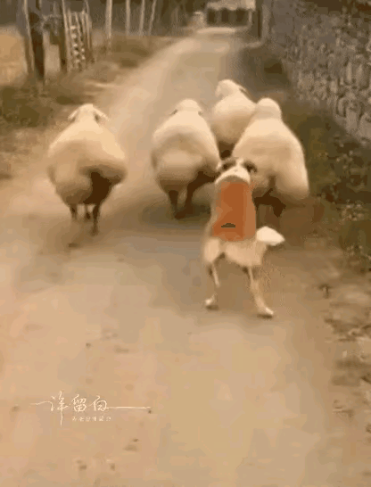 这狗子不太正经啊