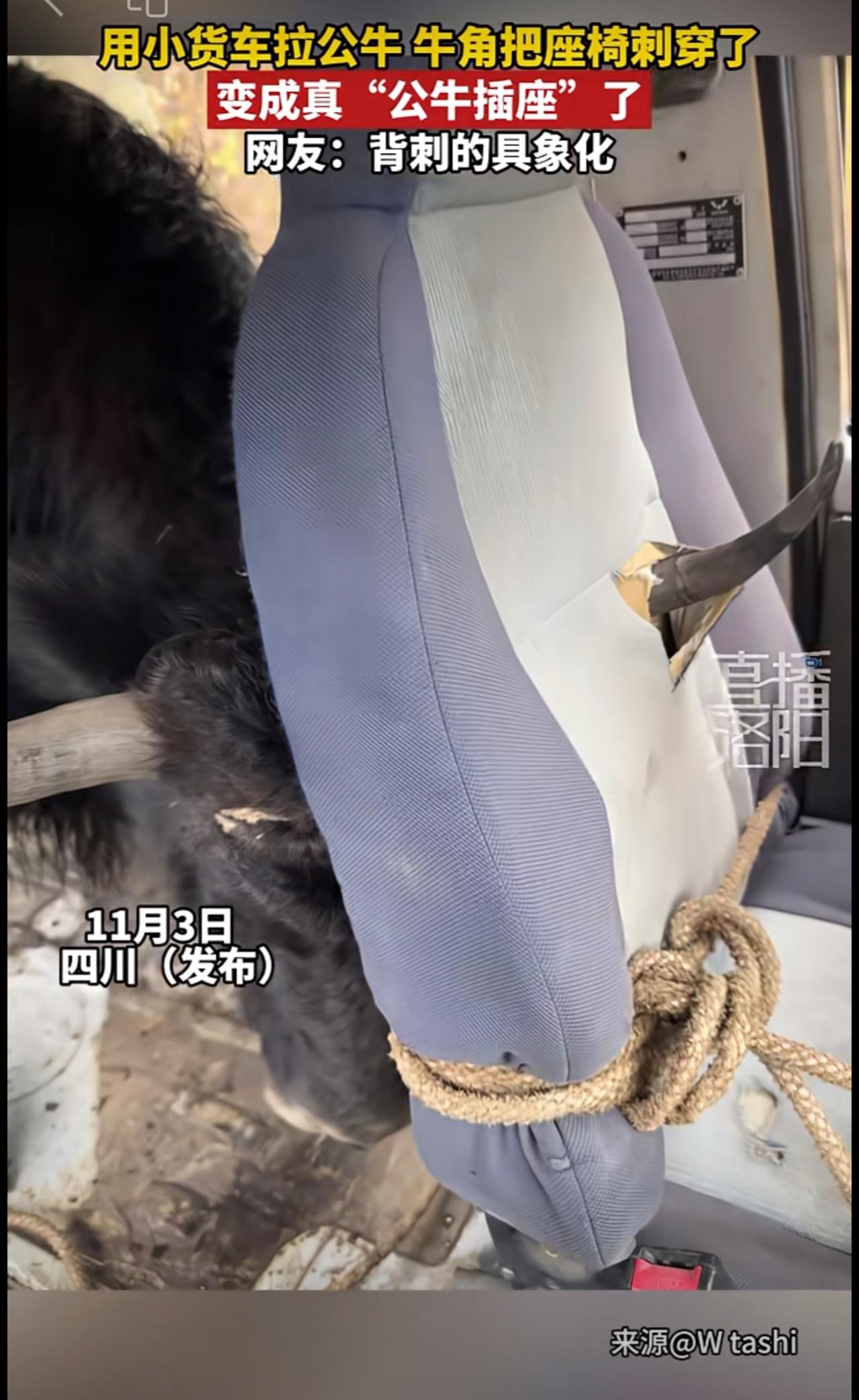 用小货车拉公牛，牛角把座椅刺穿了！变成真“公牛插座”了...…