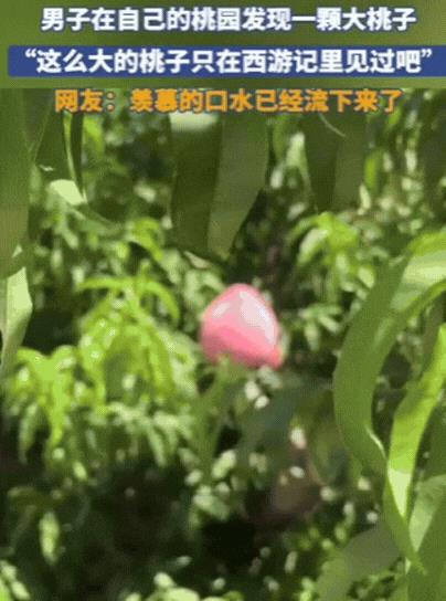 “彻底解释不清了！”山东，男子去果园摘桃子，不料，竟然发现了一颗大桃子，双手去抓