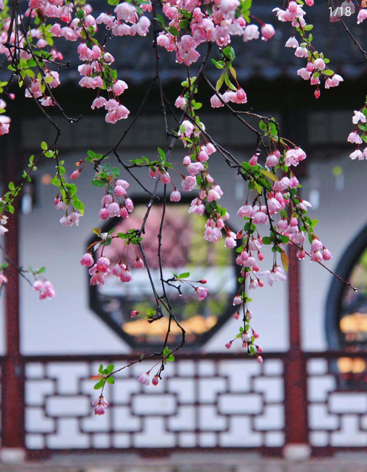 南京的春天是个盛大的形容词！3月准备要来南京游玩的朋友，一定要看过来！！！