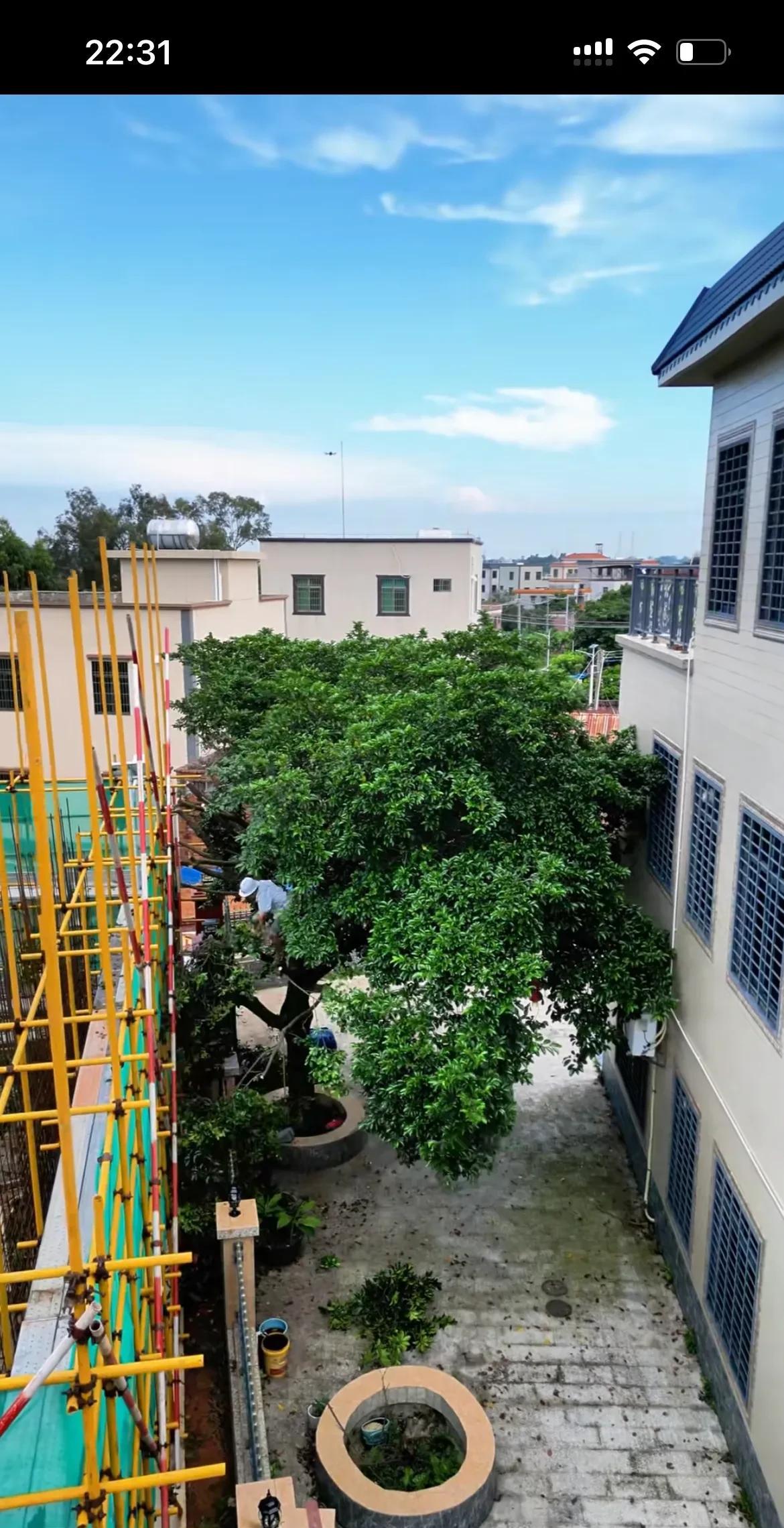 全红婵的邻居终于抵挡不住网络的攻击，承受不了粉丝的恶意谩骂，同意让他们修建树叶，