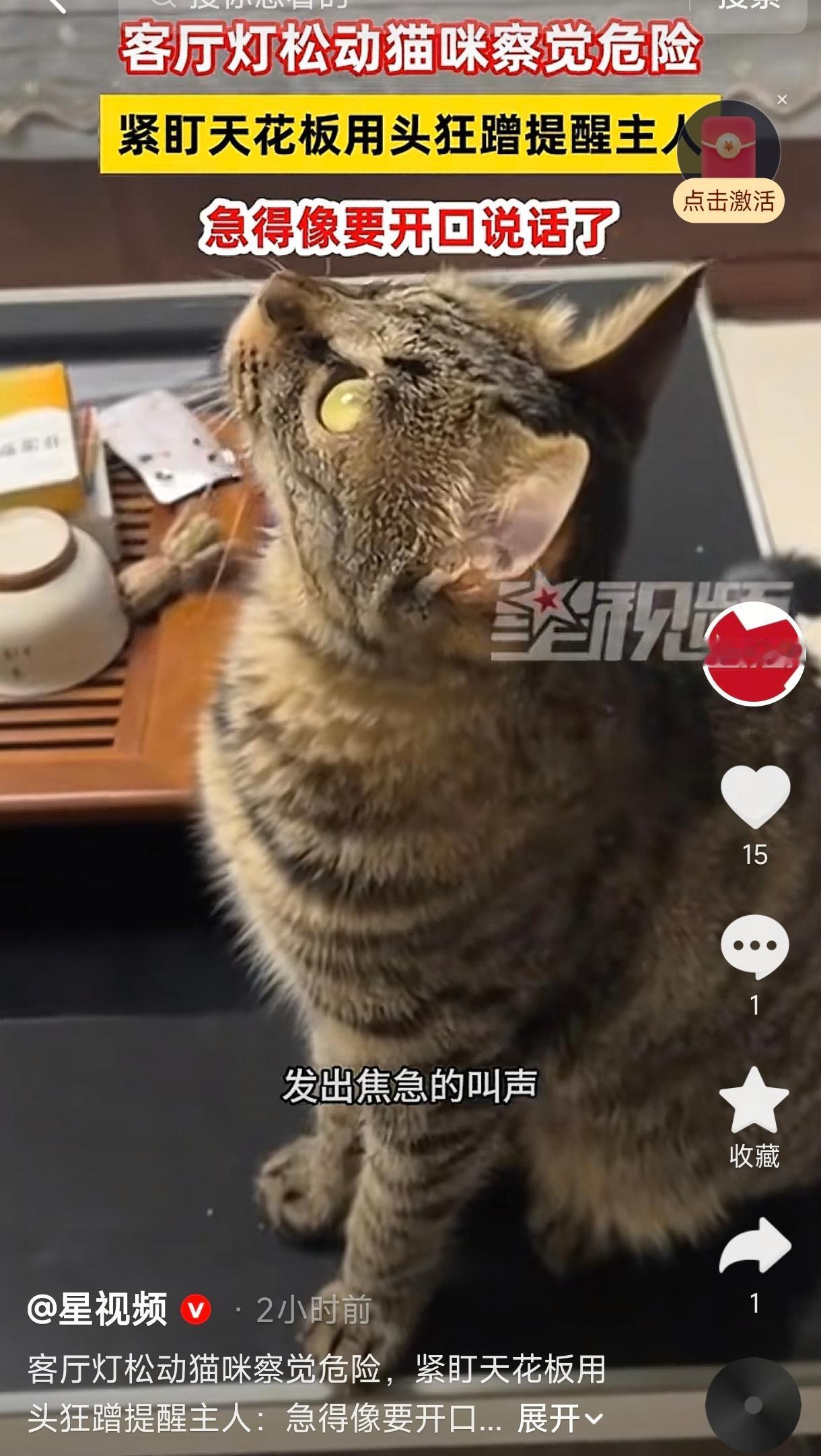 河北邢台，一位女子发现自家猫咪突然变得异常焦躁，叫声急促又尖锐，还不停用头蹭她，