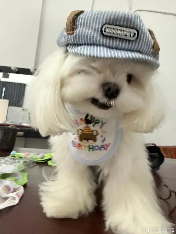 李一桐的小狗好可爱嗷​​​