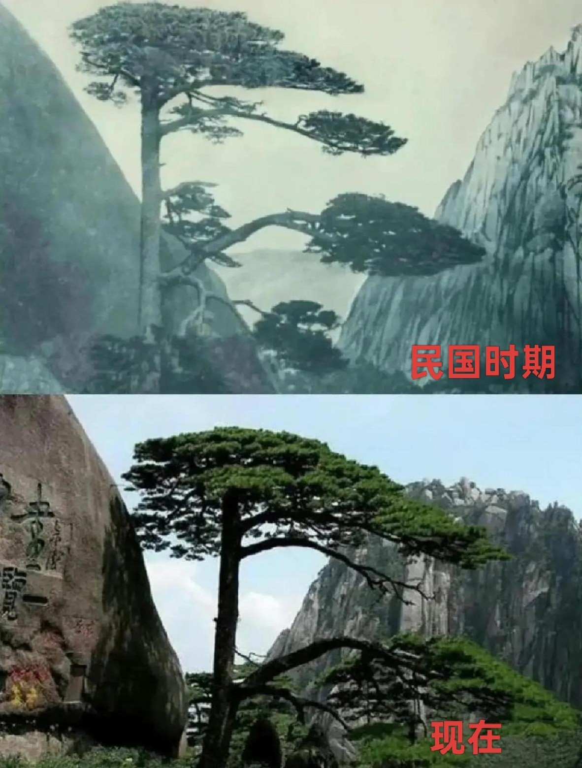 黄山迎客松怎么也不见长​​​