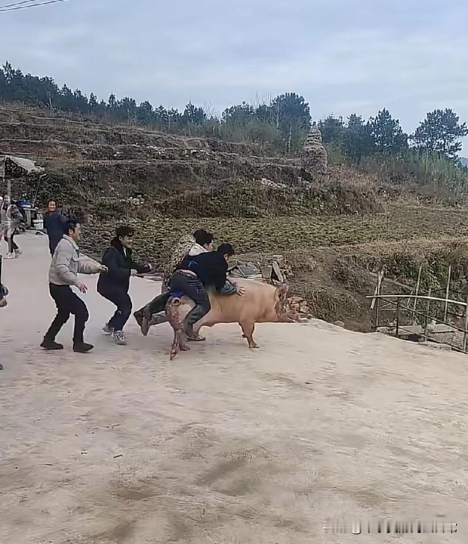 刨猪汤现场上演“抓猪大戏”，十个人按不住一头猪，汤都喝不上了重庆刨猪汤的名