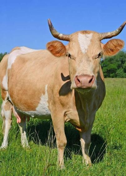 阿根廷为啥非得跑一万多公里，把牛肉便宜卖到中国？因为他们的牛肉，在阿根廷附近区域