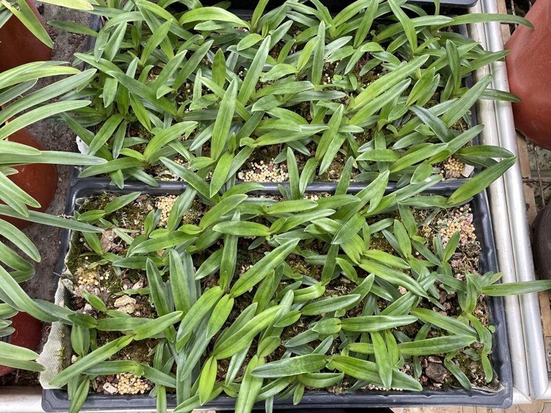 贵州: 加强兰科植物保护 守护生物多样性