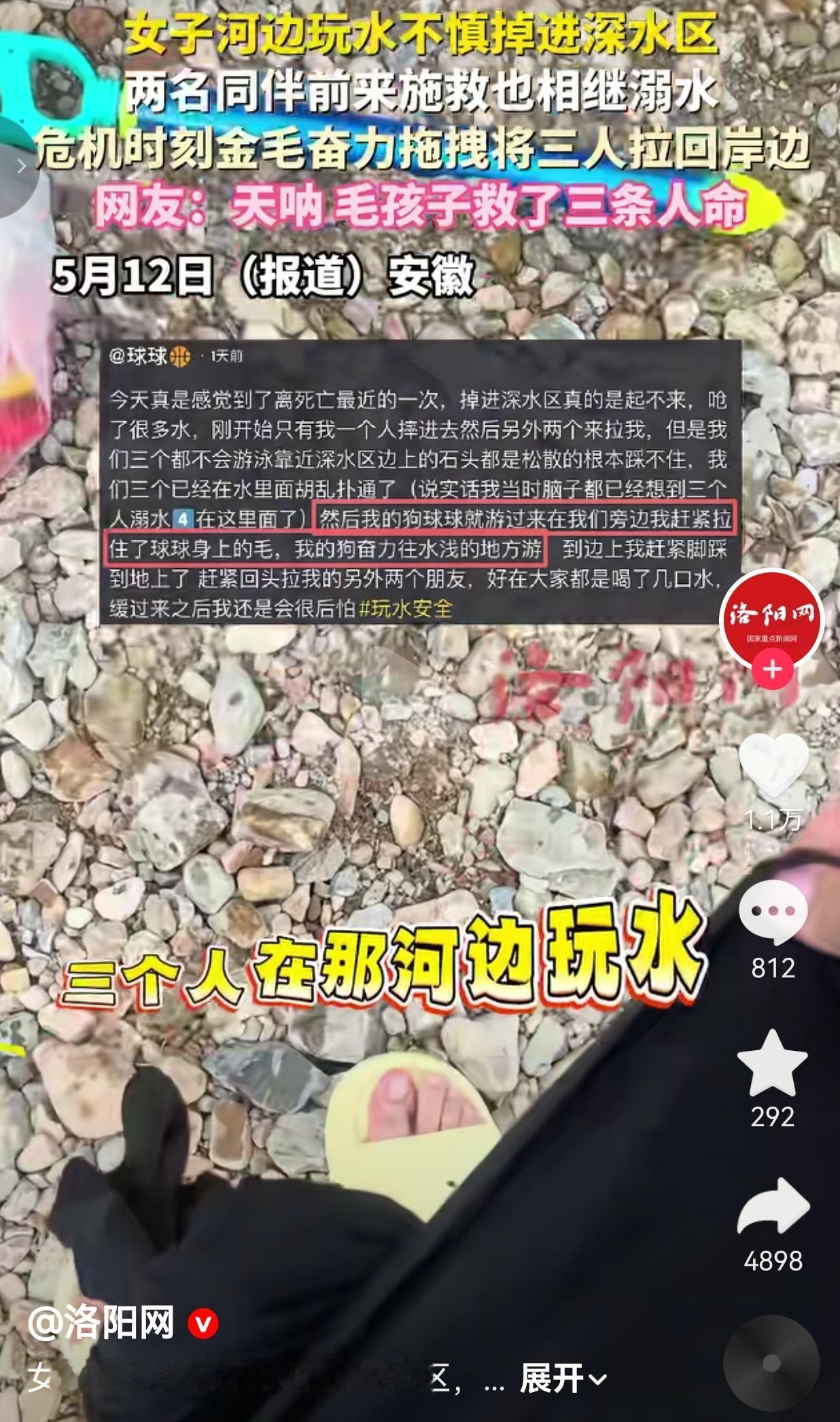 3人落水全靠金毛救命，主人连夜给它煮鸡腿：这狗，是真的拿命护着我们！安徽这