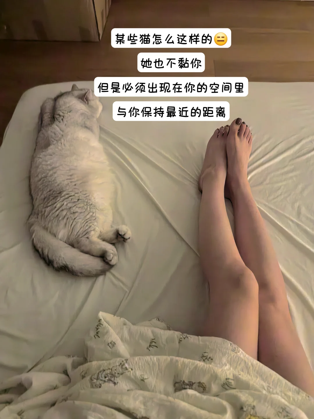 某些猫怎么这样呢？