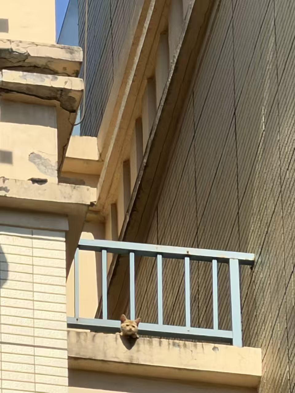 我以前一直觉得，”好奇害死猫“只不过是一句比较夸张的玩笑话。当我看到这只猫的时候