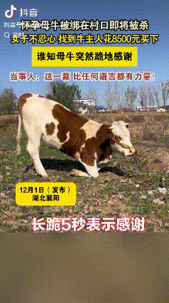 万物皆可灵。12月1日报道，湖北襄阳，一女子见村头绑了一头牛，询问得知，这牛第二