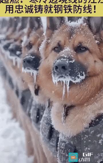 中国军人，真的很神奇！​他们把军犬训练得，如此……你看​狗狗的眼神，坚定的让我有