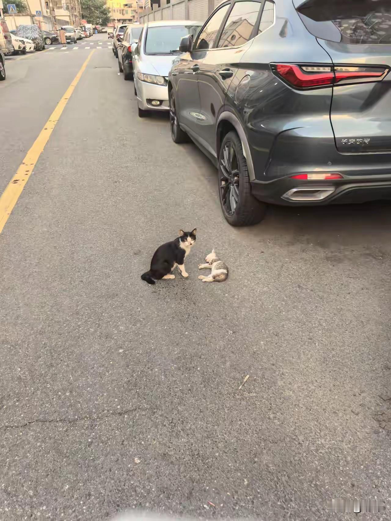 太可怜了，一位小姐姐去上班路上，看到前面有一只黑色的猫咪蹲在地上看着一只倒下的奶