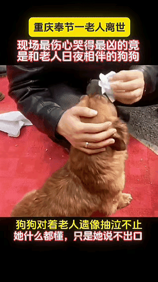 谁能想到啊！人离世后，哭到撕心裂肺的居然是家里的狗狗！