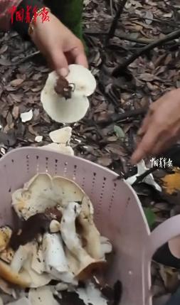 “笑不活了！”8月2日中国青年报报道，云南，两名游客上山捡菌子，遇到一位当地阿姨