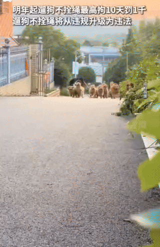 爱宠请勿害宠。明年起遛狗不拴绳。升级为违法!最高拘10天！26年1月1日起根据