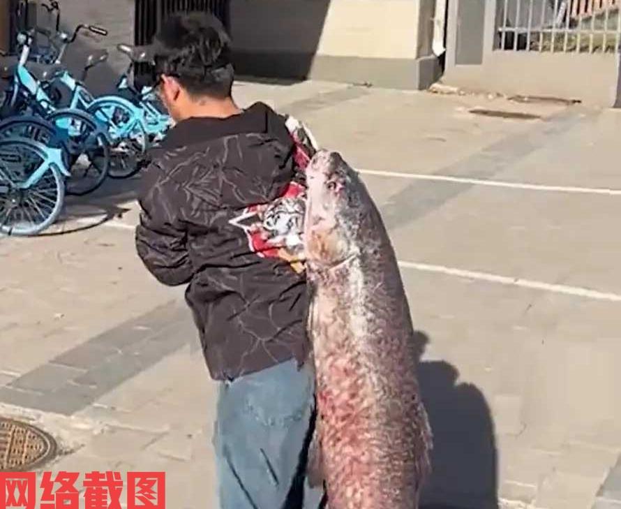 北京有男子在河边垂钓。这老天爷没有辜负男子半天的工夫，男子竟然钓到五十斤的大