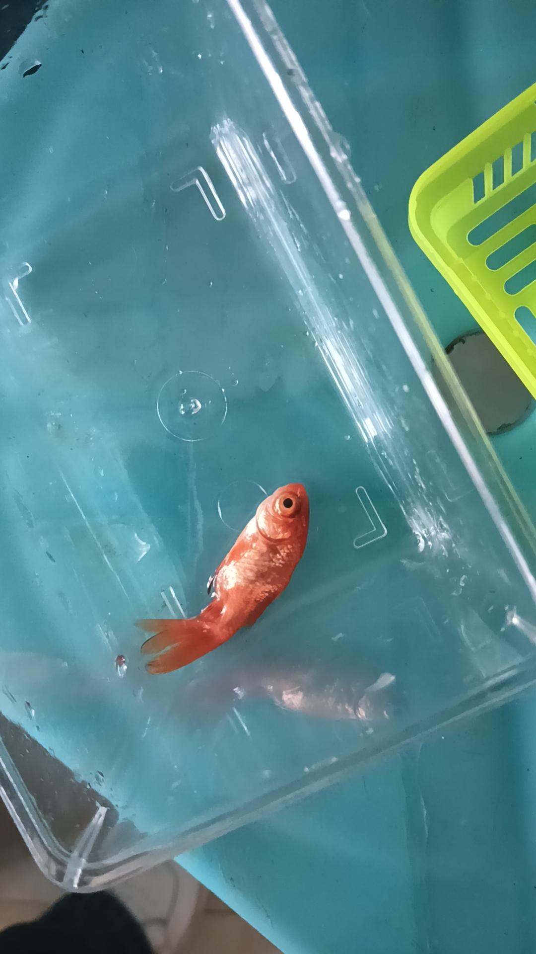 养金鱼总养死真的太让人崩溃了！我之前也是，养一批死一批。后来才知道有好多坑要避开