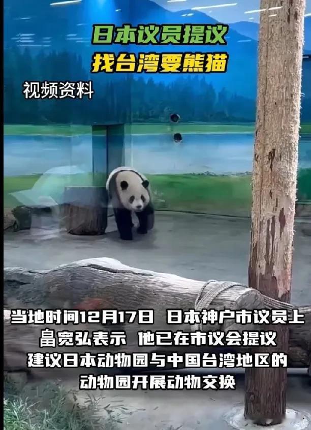 日本议员竟然盯上了大陆赠送给台湾的大熊猫。据《今日俄罗斯》报道，当地时间12