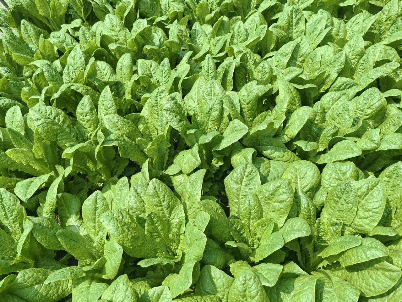 有人说两头婚女性吃亏，不要彩礼不要嫁妆，生两个孩子，一个随母姓一个随父姓。就好比