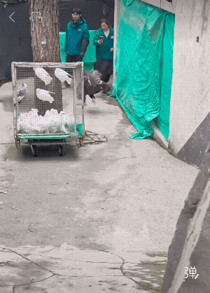 它怎么那么开心呀！它还会飞吗？[捂脸哭]