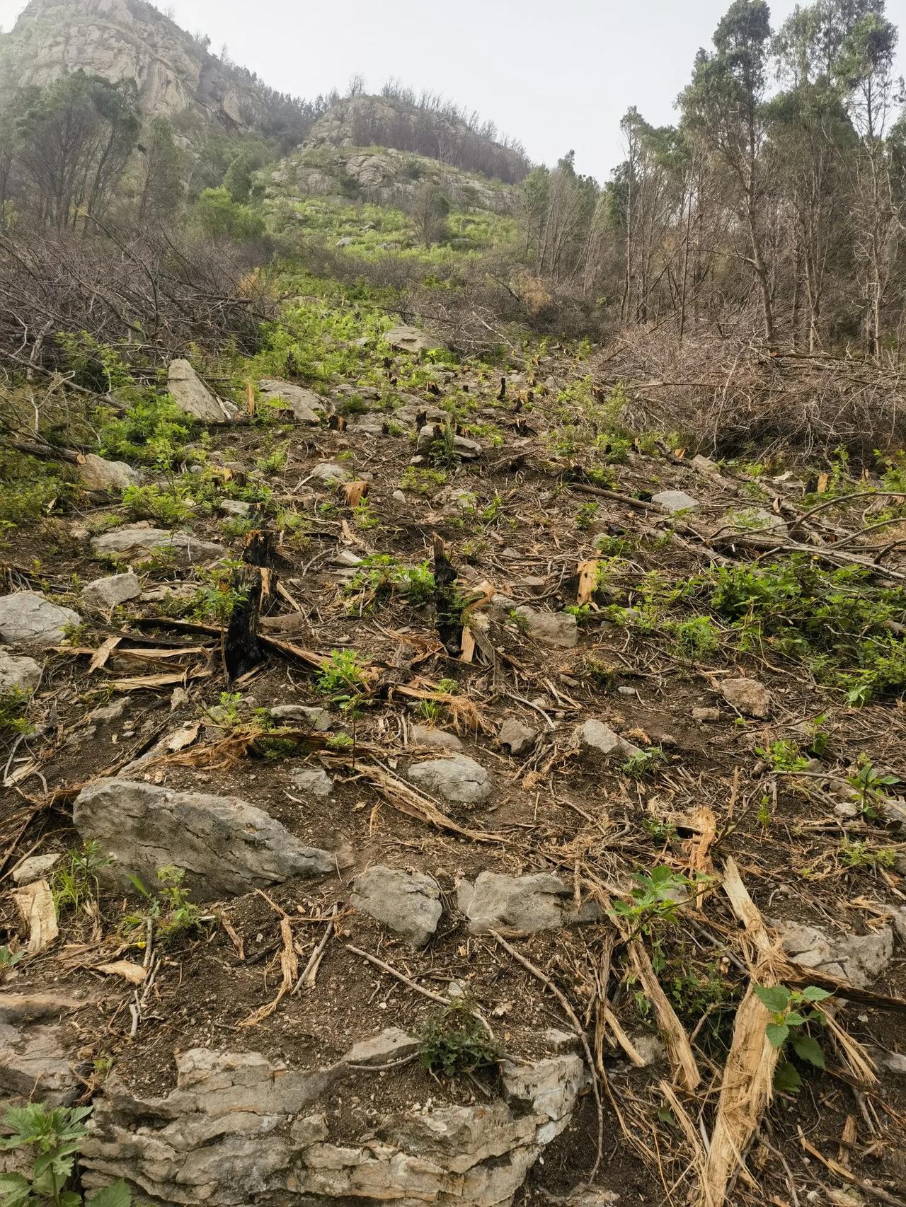 莲花山北面，大面积树木被砍伐，谁知道为什么吗？