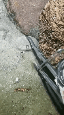 海滩边，赶海人把钳子夹住一只螃蟹。炸毛的一幕出现了，旁边的公蟹发现自己的老婆被