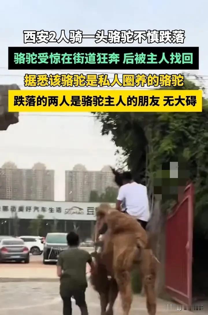 西安街头骆驼失控狂奔！两人跌落仅皮外伤，私人圈养细节曝光4月30日，西安街