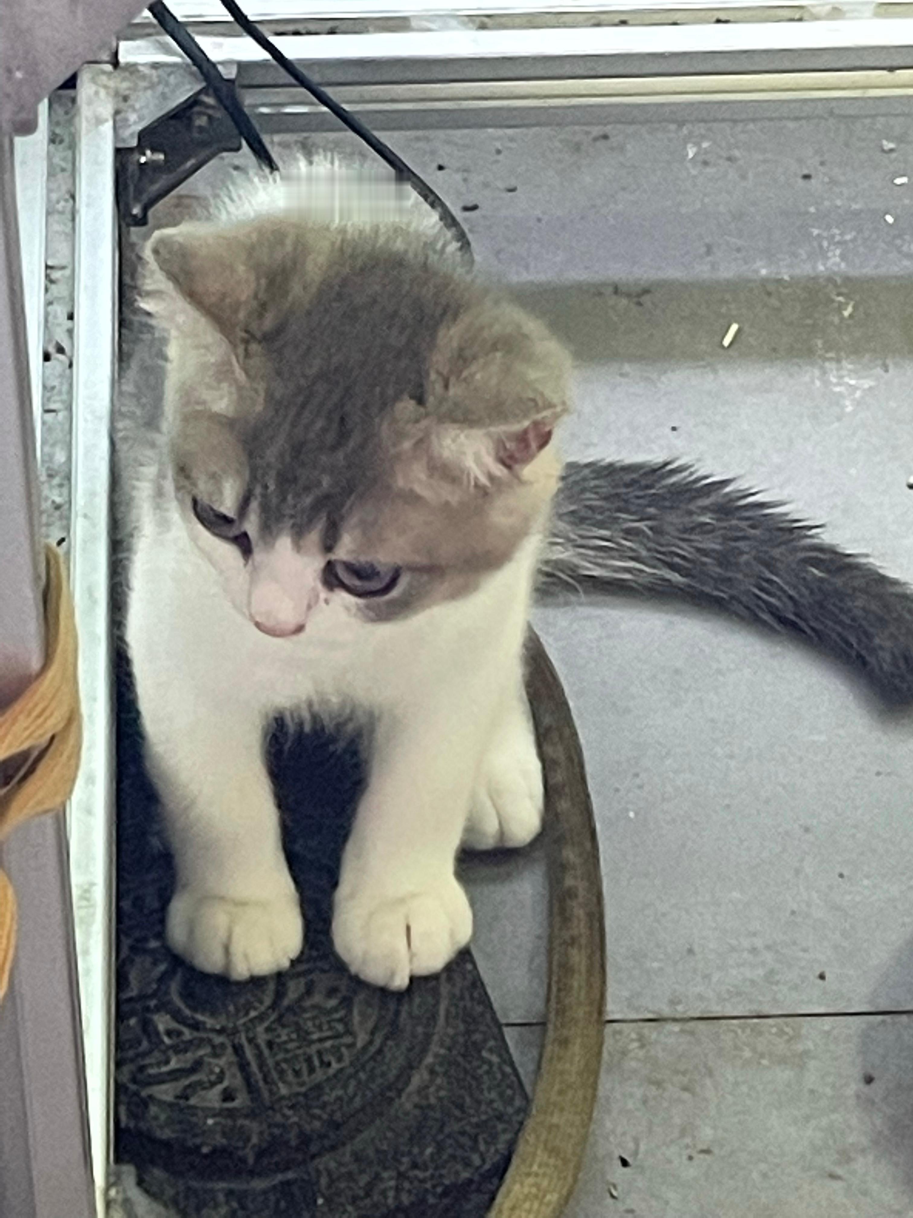 立秋立秋是气场转换的节点爱猫的小伙伴找只小猫小狗撸五分钟毛孩子自带的五行活性能量