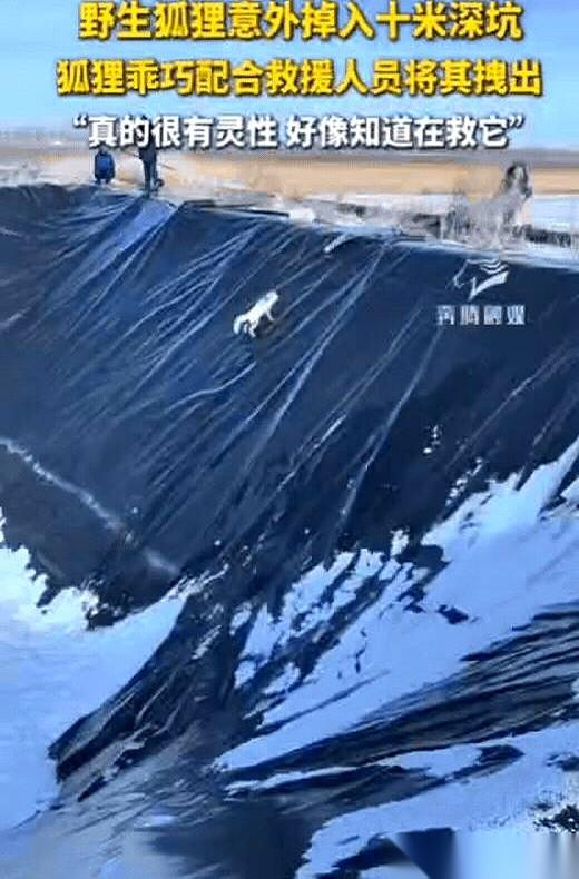 这事儿，真的，有时候感觉科学都解释不清了。一只野狐狸，掉进10米深的坑里。救援