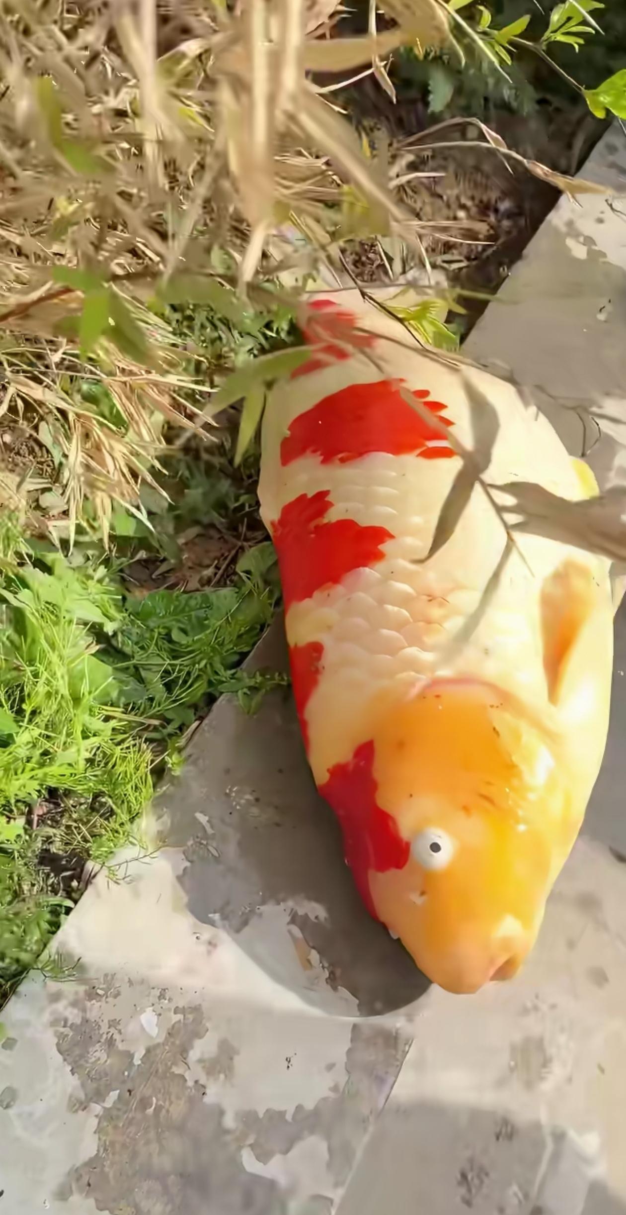 是个狠人！有户人家养了条锦鲤，个头挺大，养得肥肥的，可惜后来死掉了，主人舍不得扔