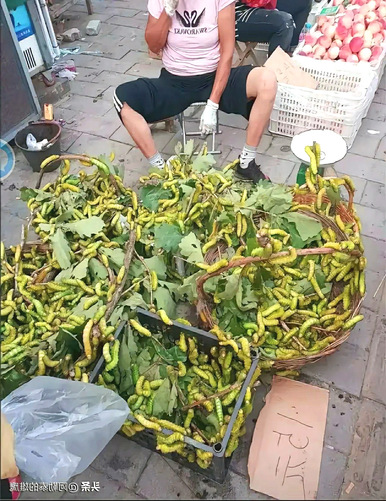 这是卖的啥？叶子上长这么多虫子能卖出去吗？