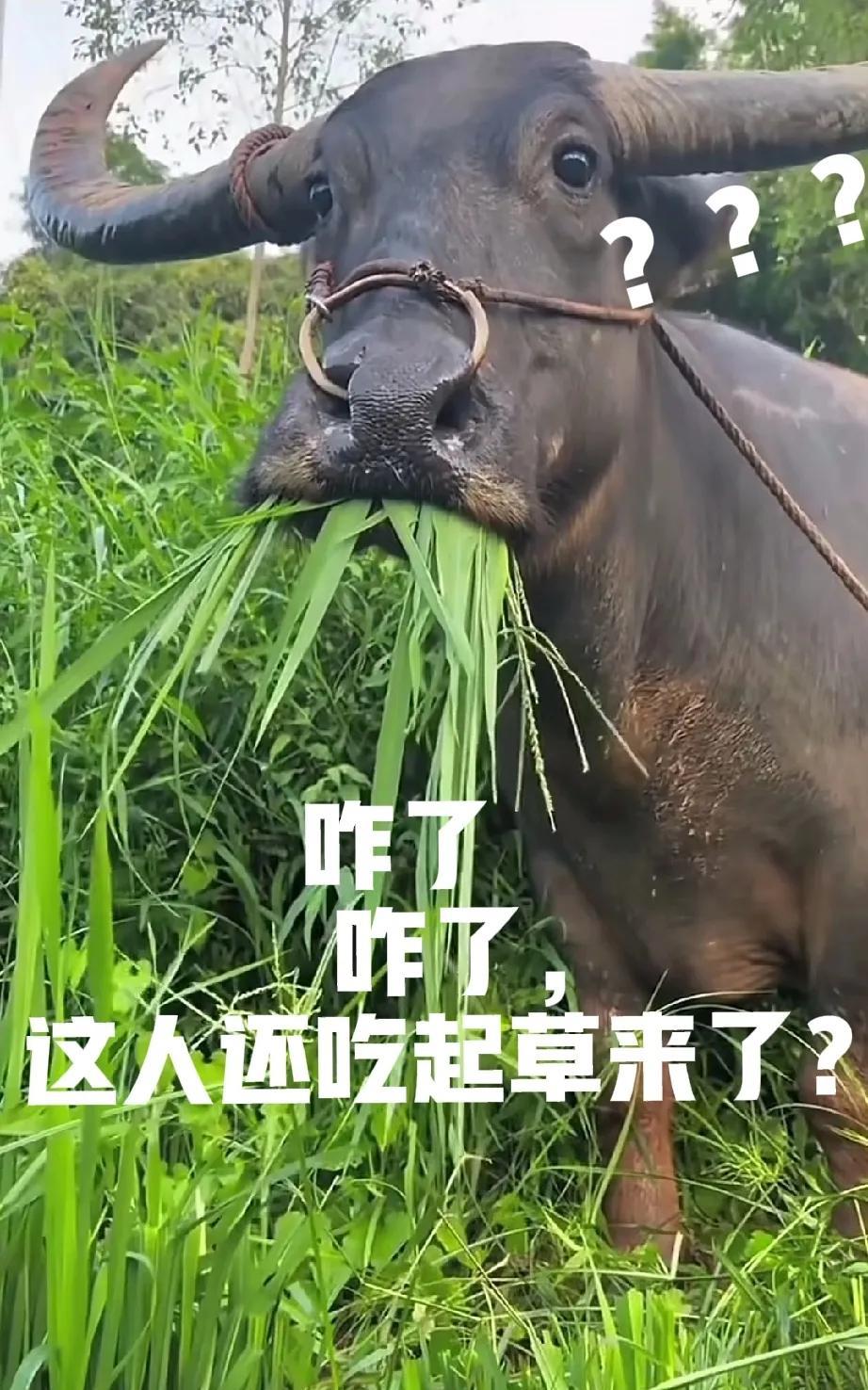 天呐，这还是人吗？他怎么跟我一样吃草了？一头牛正在地里，大口大口的咀嚼着嫩草，