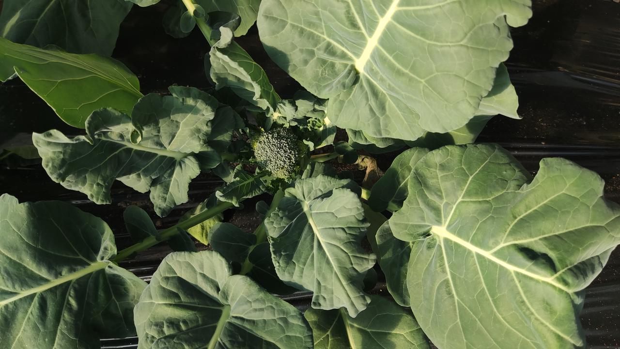 今年冬天的不同西兰花