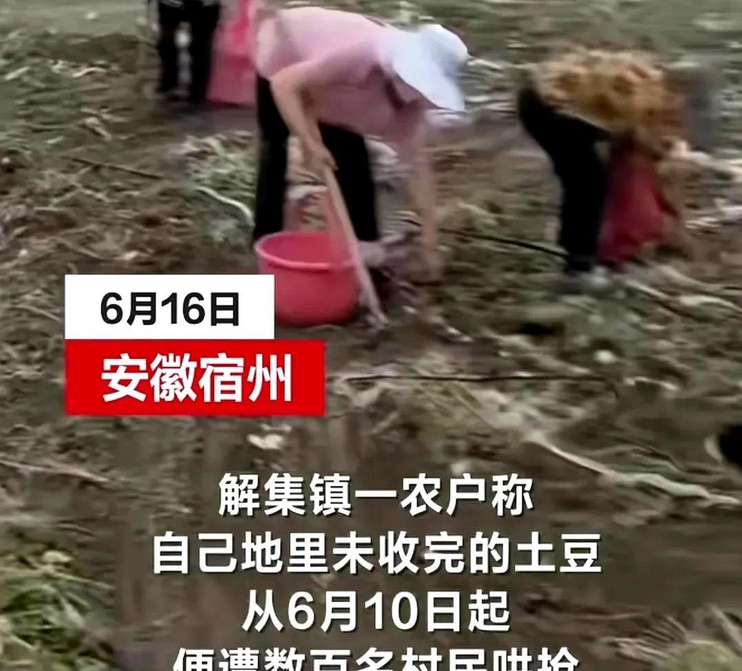 上百人哄抢土豆，皖北人名声受到严重损伤。2025年6月13日零时许，在安徽宿州