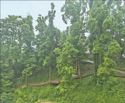 山高林密处 木香绕古村(古树的故事)