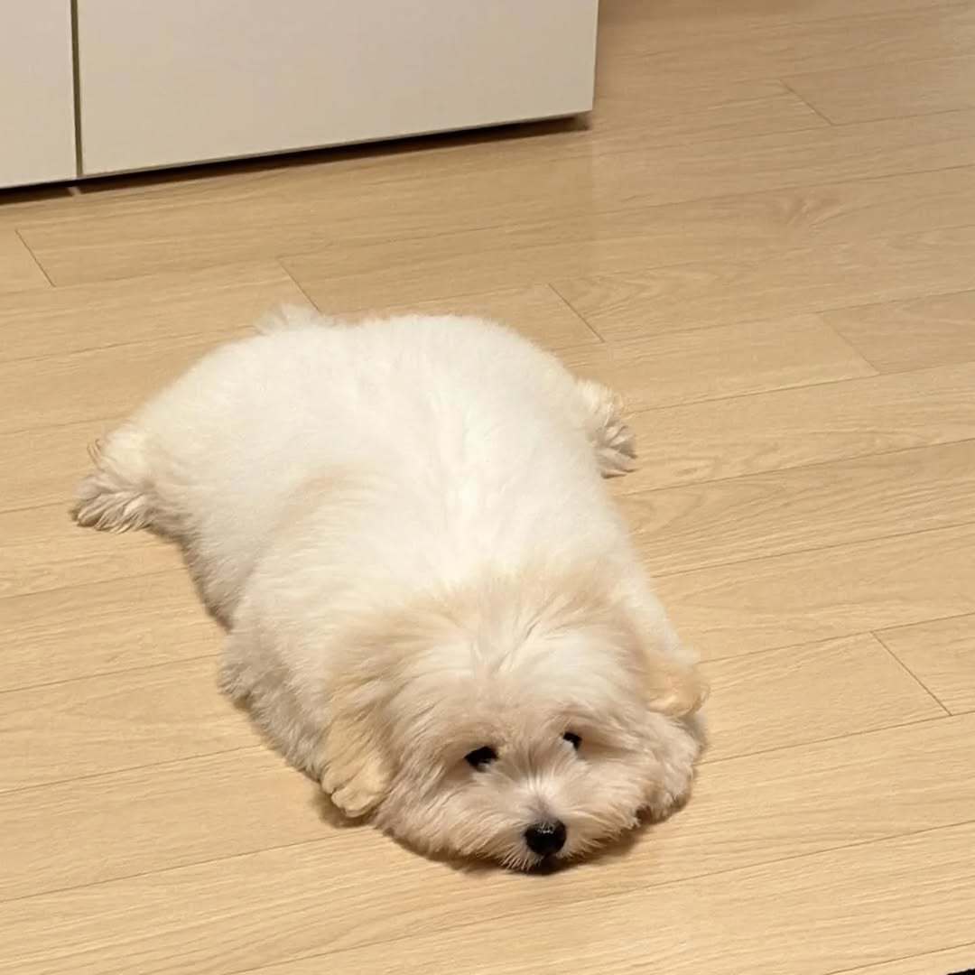 小狗有烦恼的时候会变成一滩小狗​​​