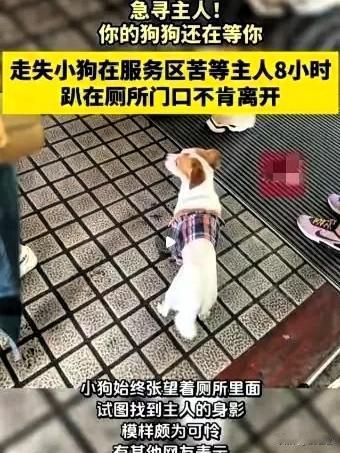 泪目！国庆返程高峰，一位大哥竟把自家狗狗“丢”在了服务区。狗狗傻乎乎地蹲