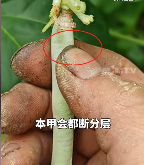 这钱赚的有意义！河南开封，美甲店老板为村里的大爷大娘做美甲，而且是每年都做，还只