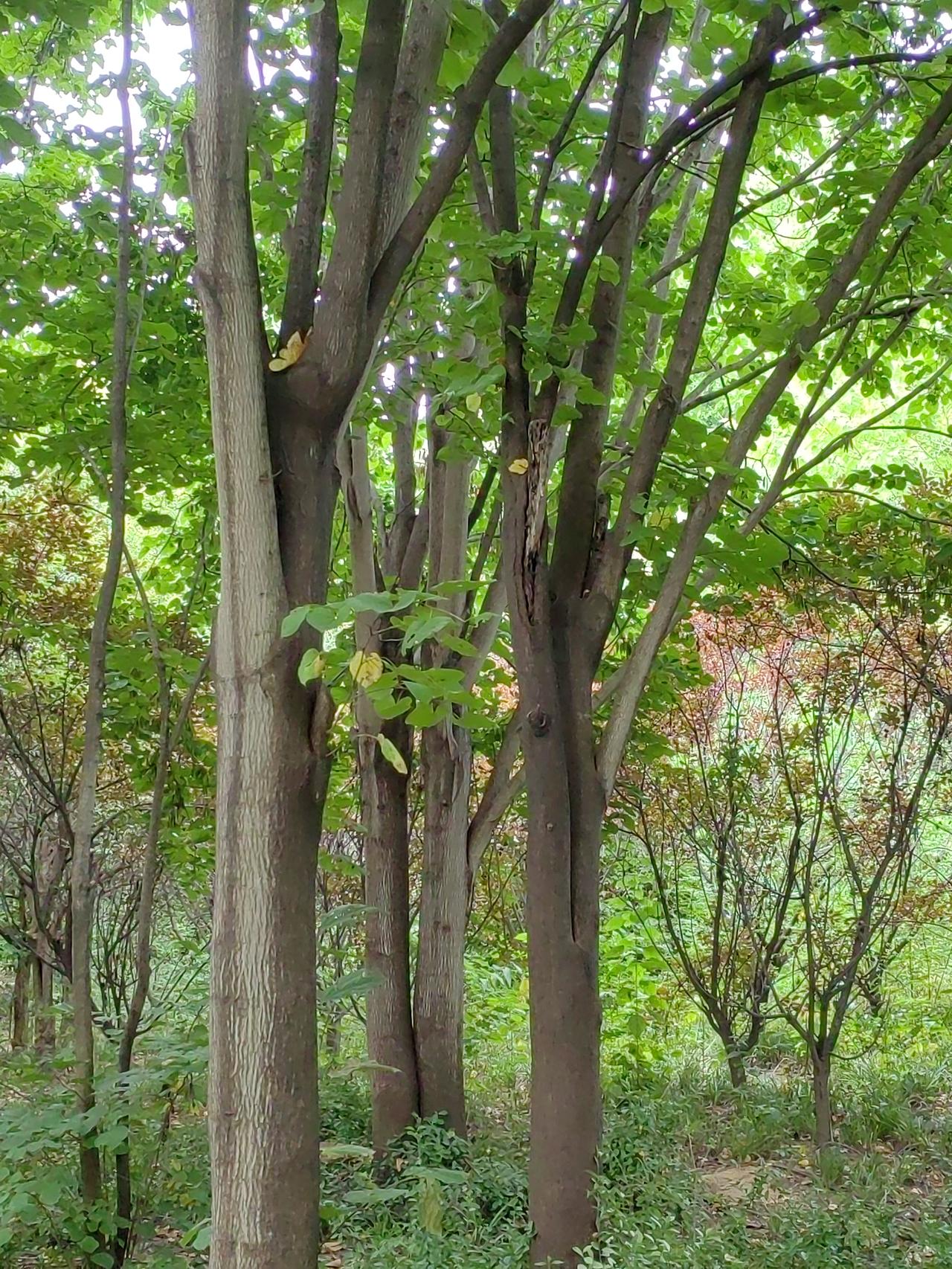 某家农村老人去世，殡葬时面临两个选择：一是向乡里交5000元后土葬，墓地自己协商