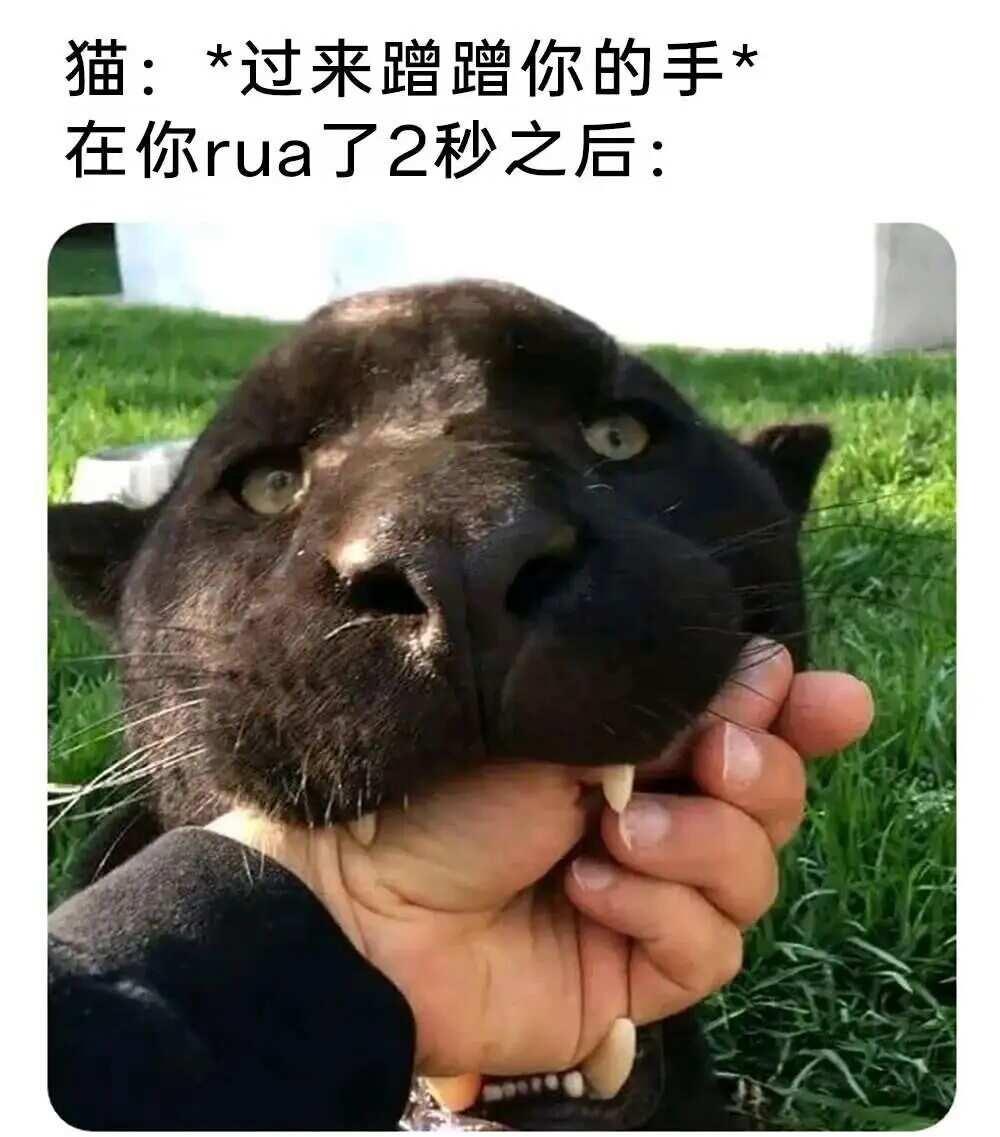 每日梗图合集梗梗图meme搞笑日常