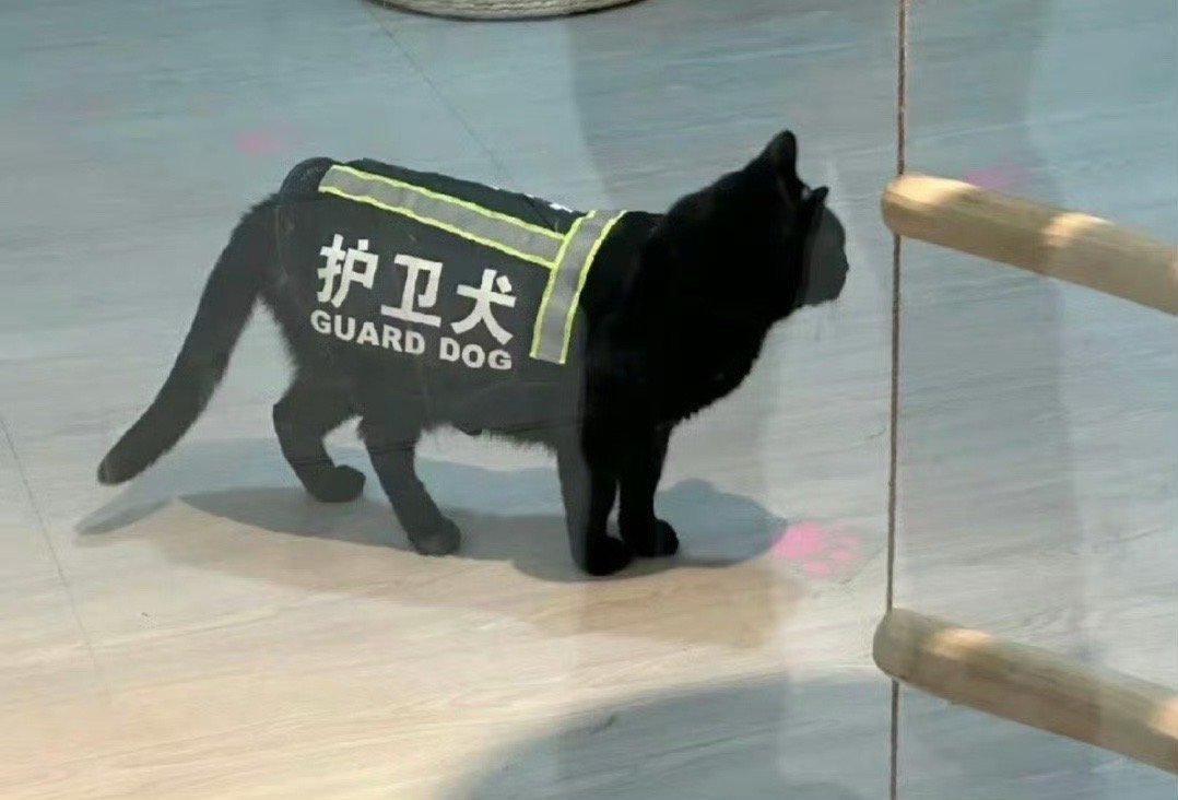 《当我简历造假却得到了这份工作》​​​