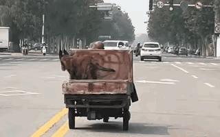 狗把飞盘叼回来，尾巴甩成电风扇，别以为它只是傻乐。科学家抽血测过，玩这一会儿