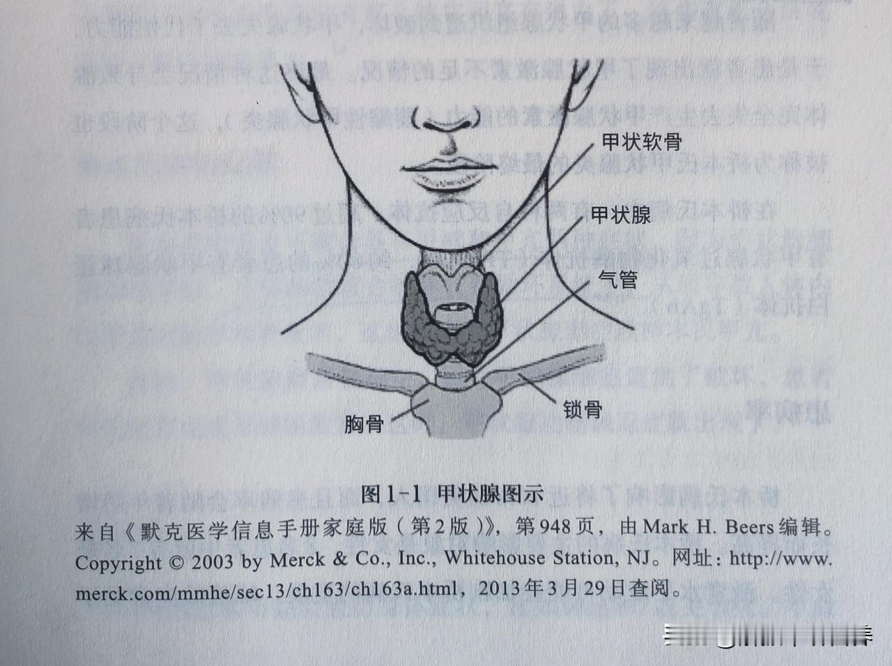 你的甲状腺肿大了吗？检查你的脖子!你可以用手持型镜子和一杯水来检查自己的甲