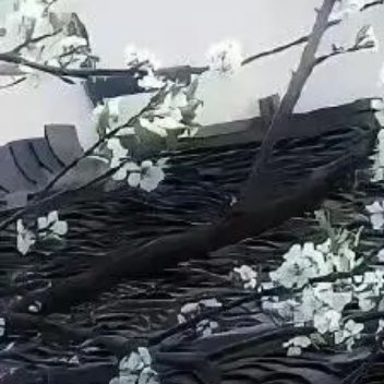 0000洋桔梗种植一、选种与育苗选择包衣种子以提高发芽率，根据切花或盆栽需求选择