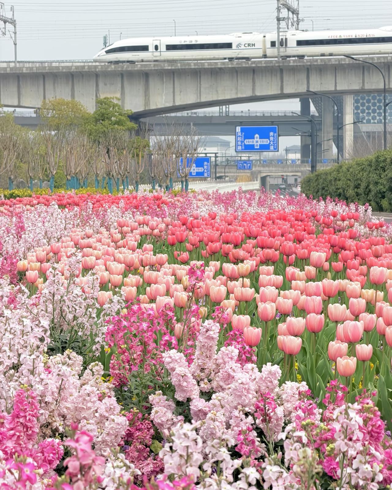 杭州在绿化带方面可真舍得花钱！杭州的高架花海、城市绿道、精致绿化带常年稳居全国城